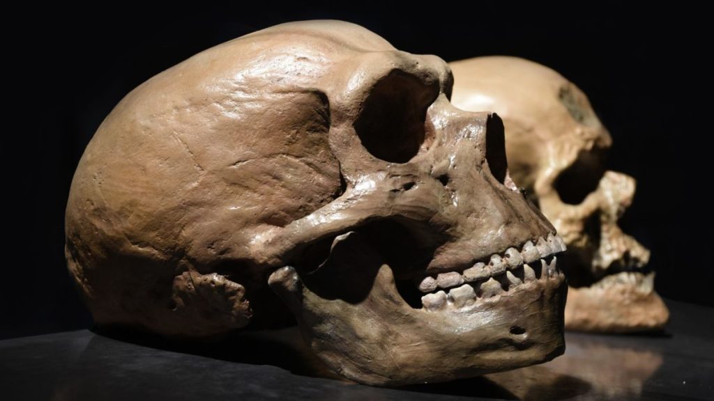 Human and Neanderthal brains have a surprising ‘youthful’ quality in