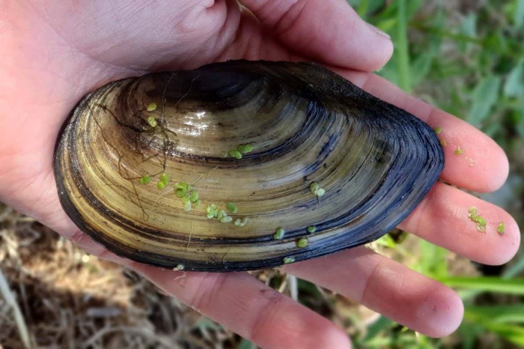 Mussel numbers in the river Thames have dropped by up