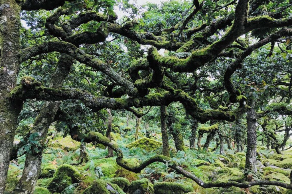 The search for Britain’s lost rainforests and the battle to