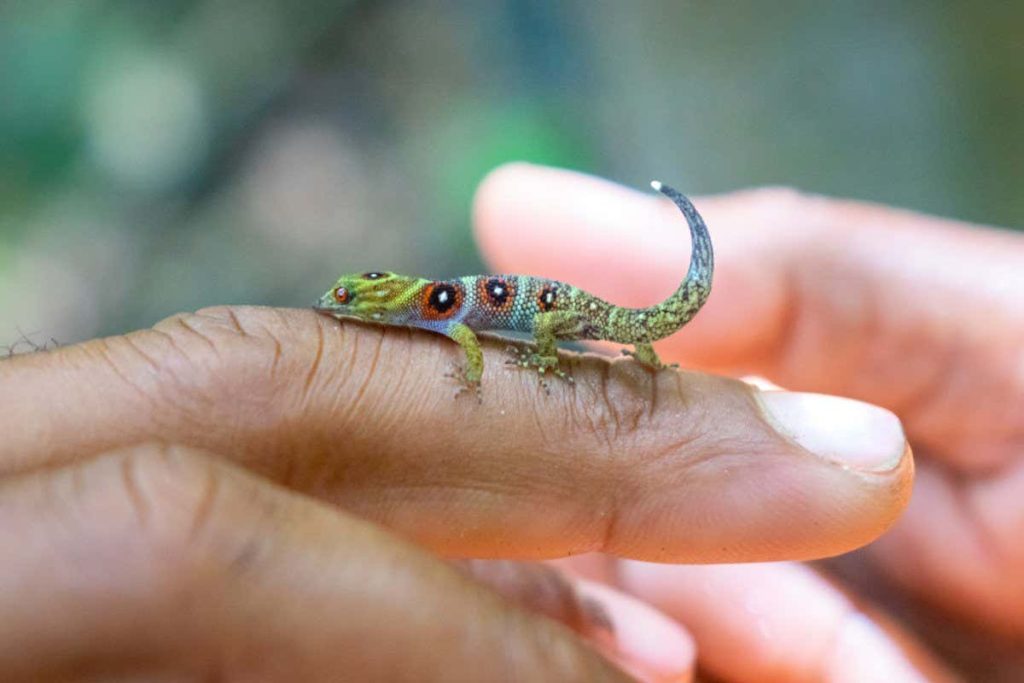 Critically endangered tiny gecko comes back from the brink