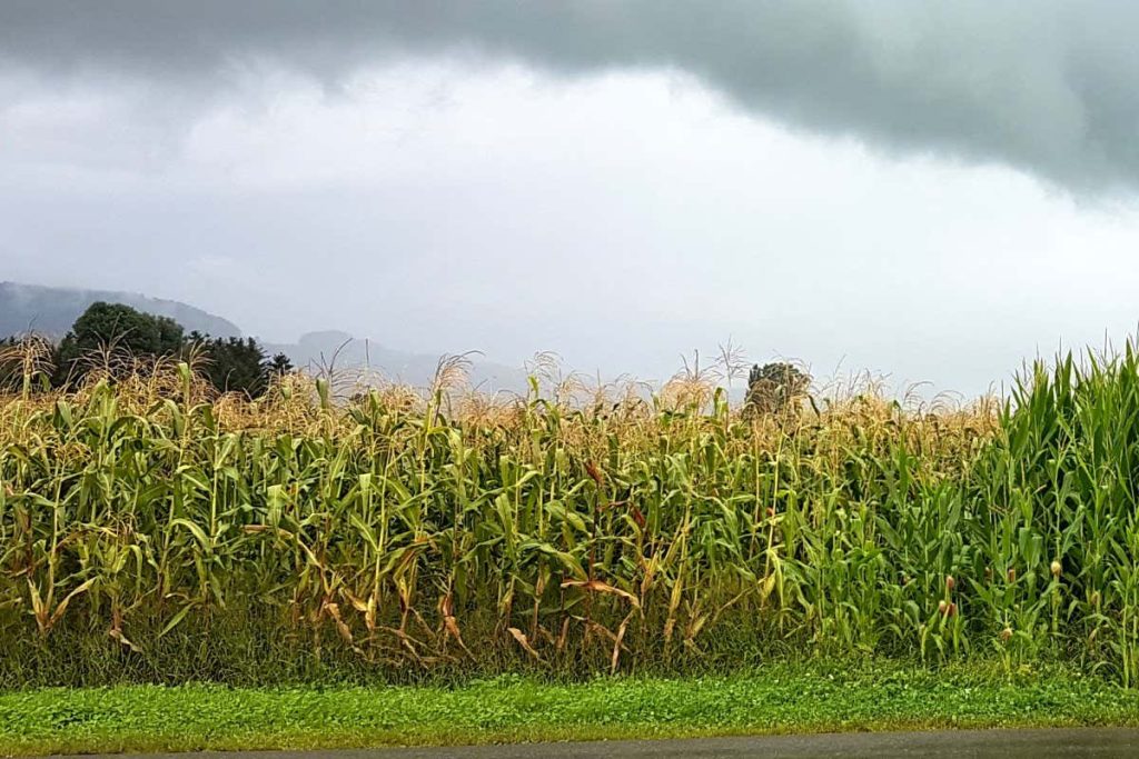 ‘Unselfish’ genes that make plants cooperate could boost crop yields