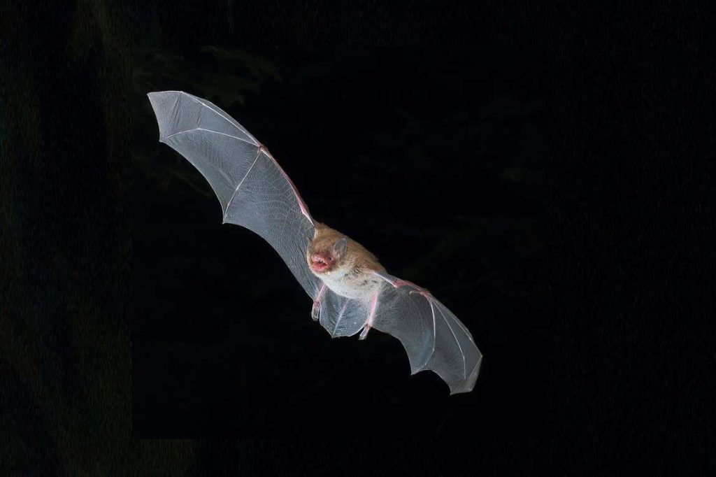 Bats and death metal singers use the same throat structure