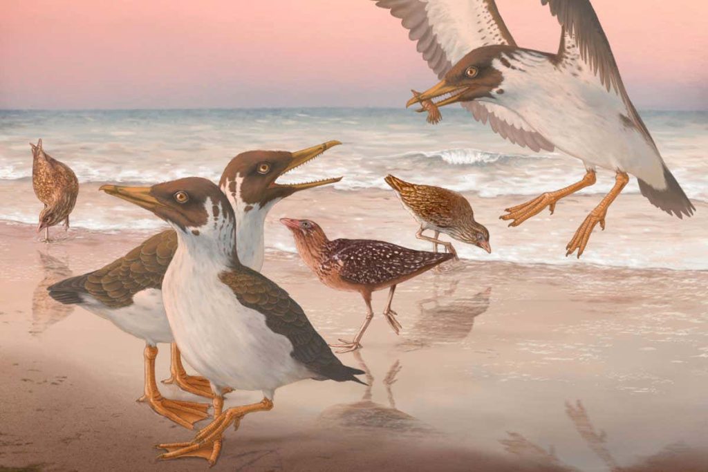 Ancient bird with a movable beak rewrites the story of