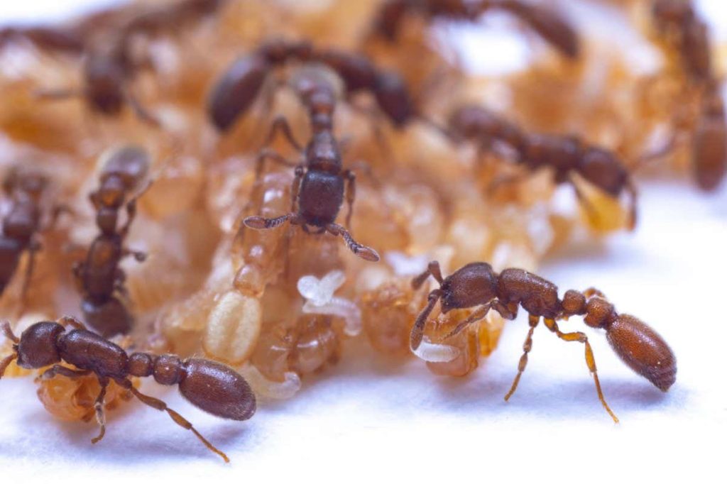 Ant pupae produce a nourishing liquid food for larvae and