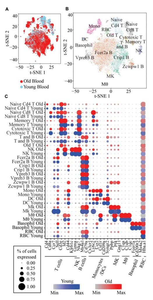 Single-cell transcriptomics of peripheral blood in the aging mouse