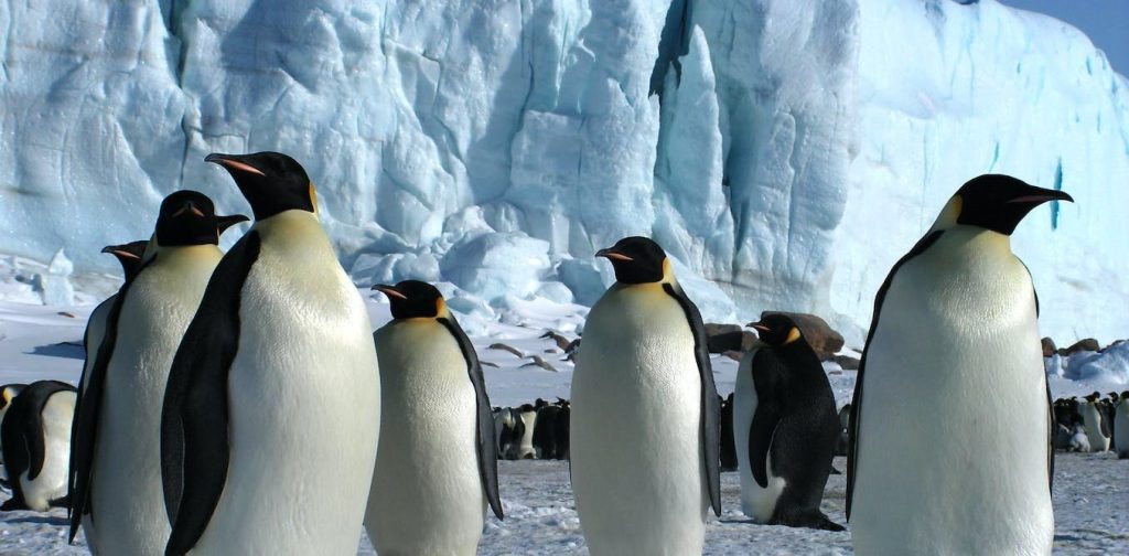 Antarctica’s emperor penguins could be extinct by 2100