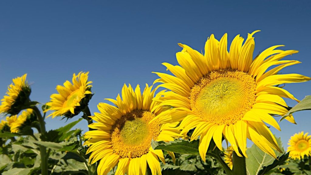 Circadian clock controls sunflower blooms, optimizing for pollinators