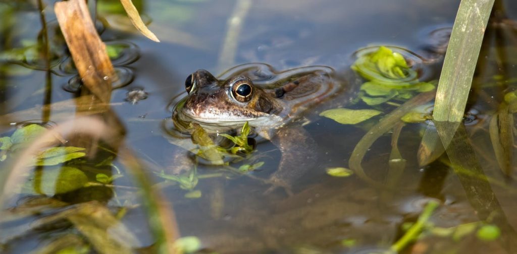 Five ways to help stop biodiversity loss