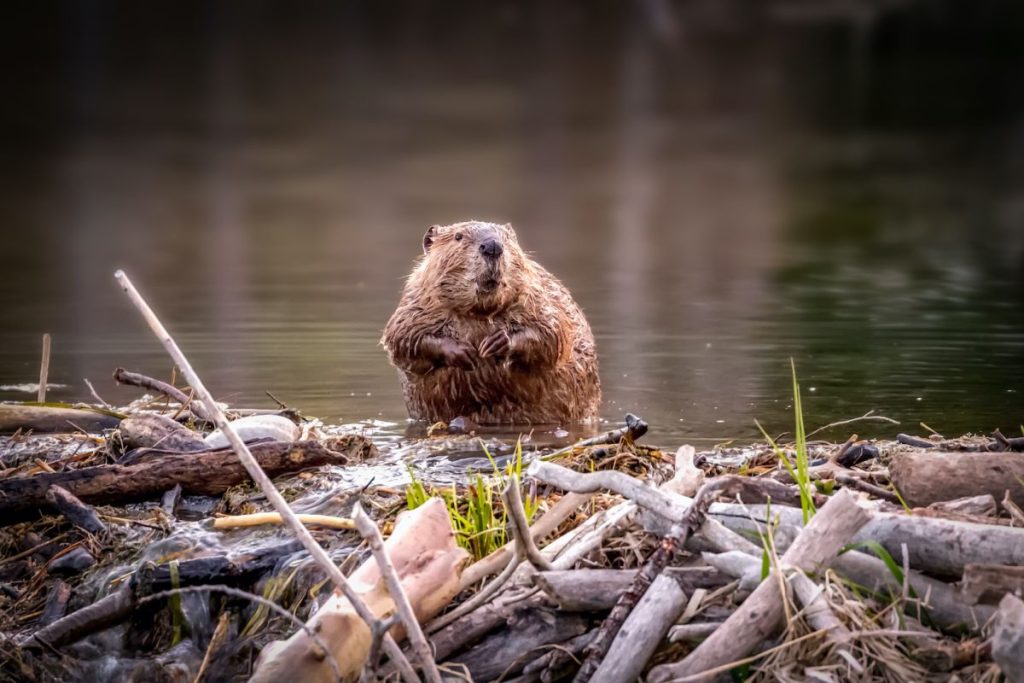 Why do beavers build dams?