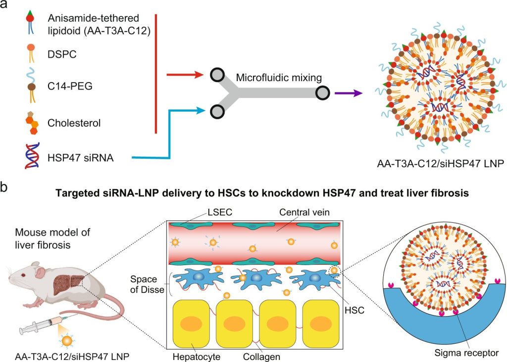 RNA lipid nanoparticle engineering stops liver fibrosis in its tracks,