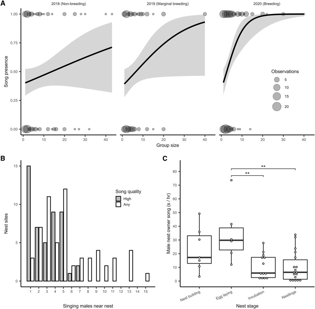 Zebra finches might sing to synchronize their breeding with each