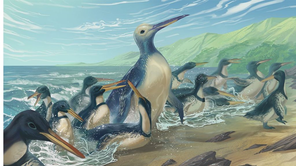 Largest penguin ever discovered weighed a whopping 340 pounds, fossils