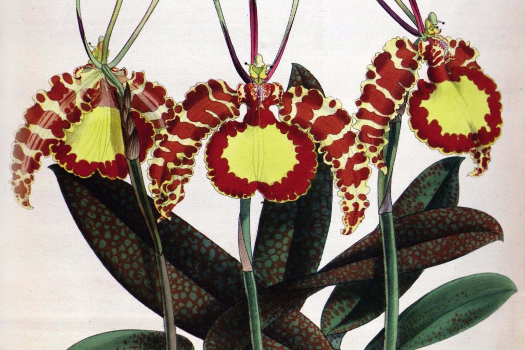 Orchidomania: A history of our obsession with orchids