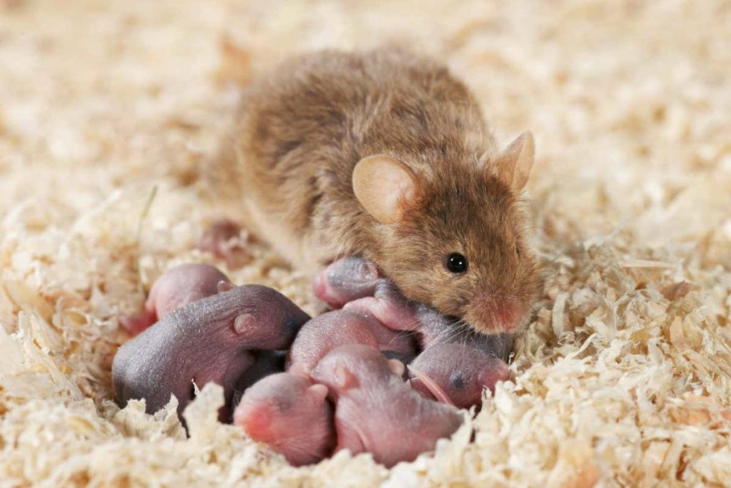 Newborn female mice live longer if they smell older females’