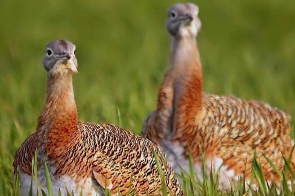 Bustards may use plants to treat STIs during the breeding