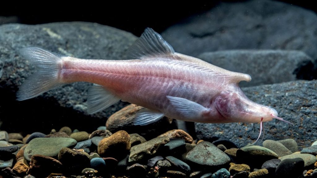 Unicorn-like blind fish discovered in dark waters deep in Chinese