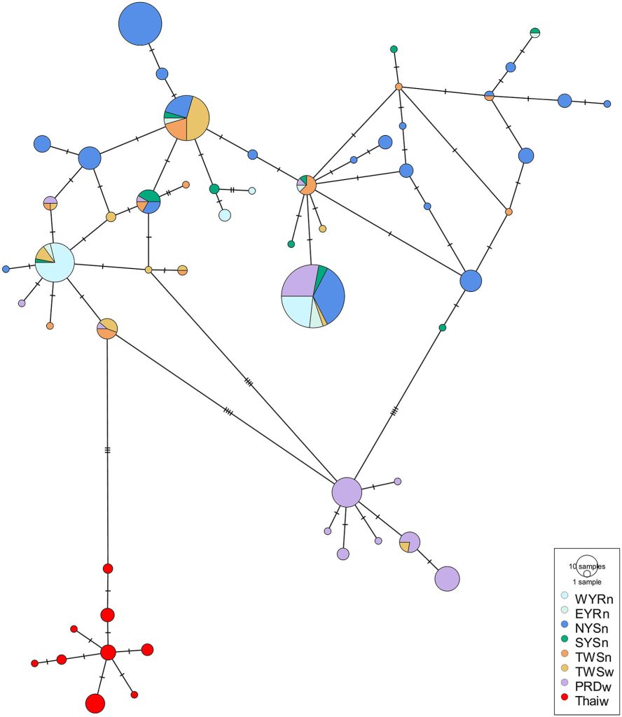 Joint effort discloses deep divergence of a mysterious porpoise