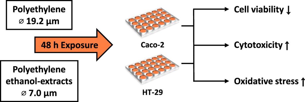 Micro-sized polyethylene particles show adverse effects in cell lines