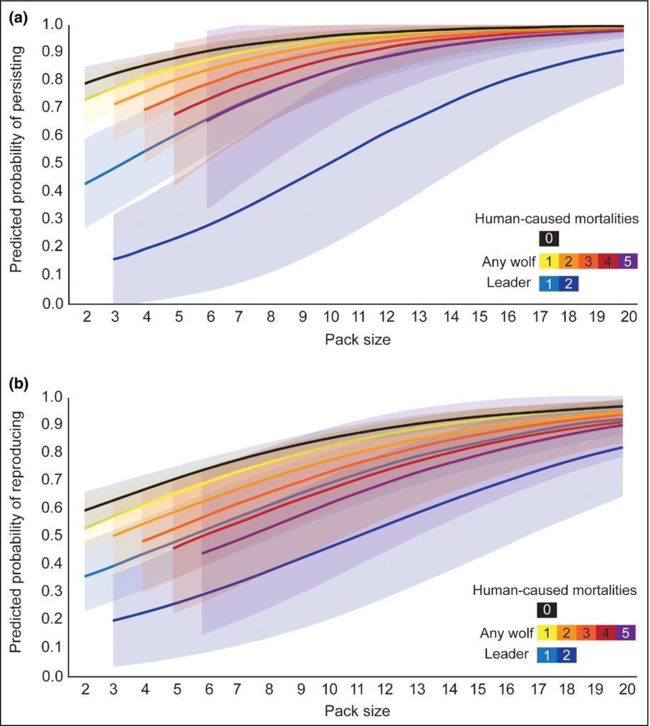New research shows humans impact wolf packs in national parks