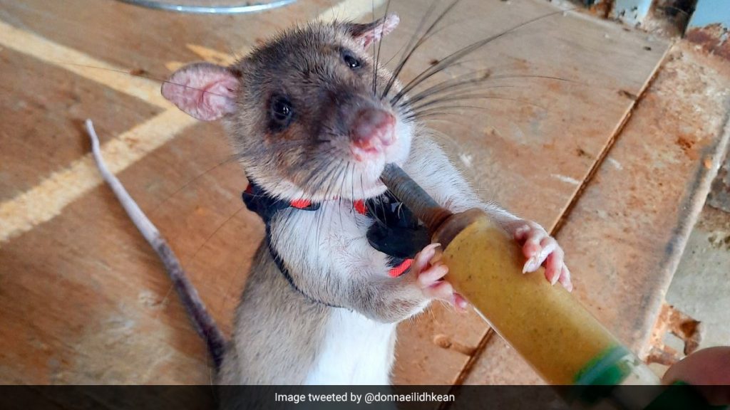 How Rats With Backpack Are Being Trained to Rescue Earthquake