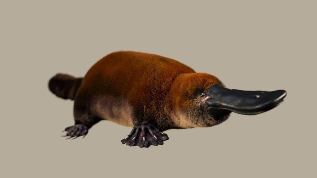 Ancient platypus-like fossil could rewrite the history of egg-laying mammals