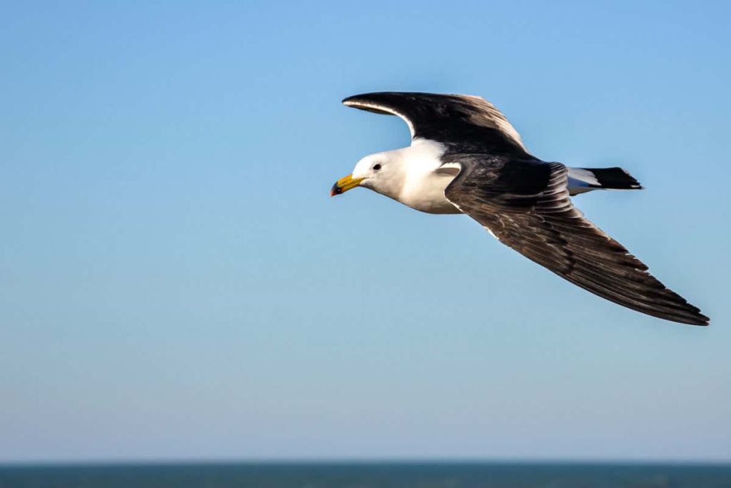 Why do seagulls have dark wings? It may help them