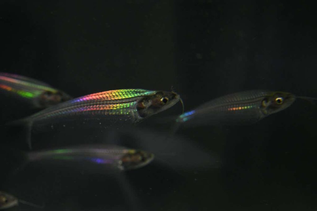 Ghost catfish get their rainbow iridescence from transparent muscles