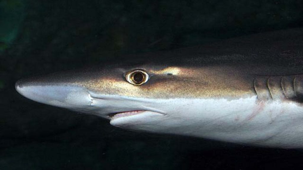 Missing man’s remains found in shark’s belly, but it’s ‘very