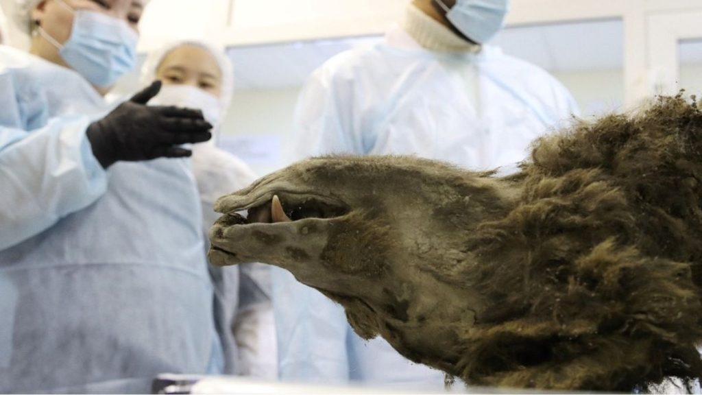 ‘Prehistoric’ mummified bear discovered in Siberian permafrost isn’t what we