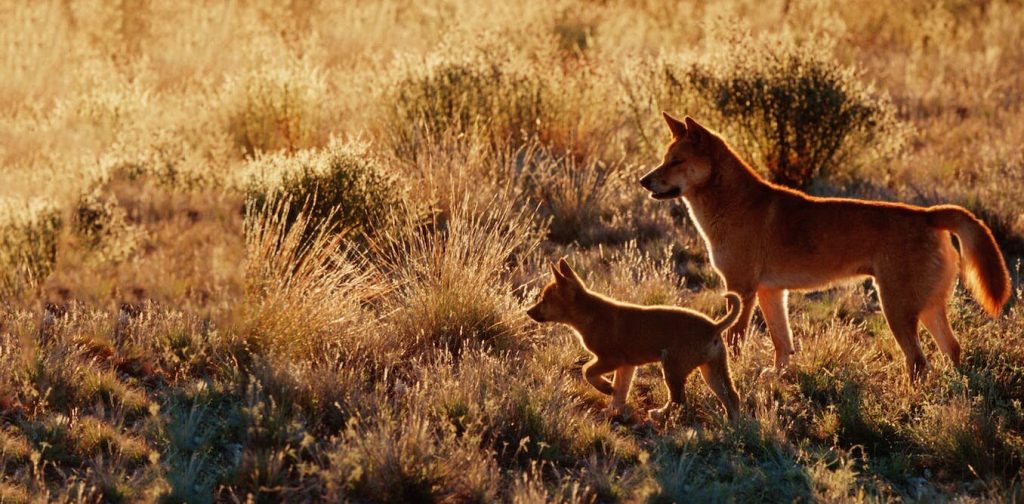 Killing dingoes is the only way to protect livestock, right?