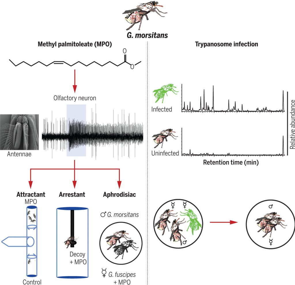 Newly identified tsetse fly pheromone may help in curbing disease