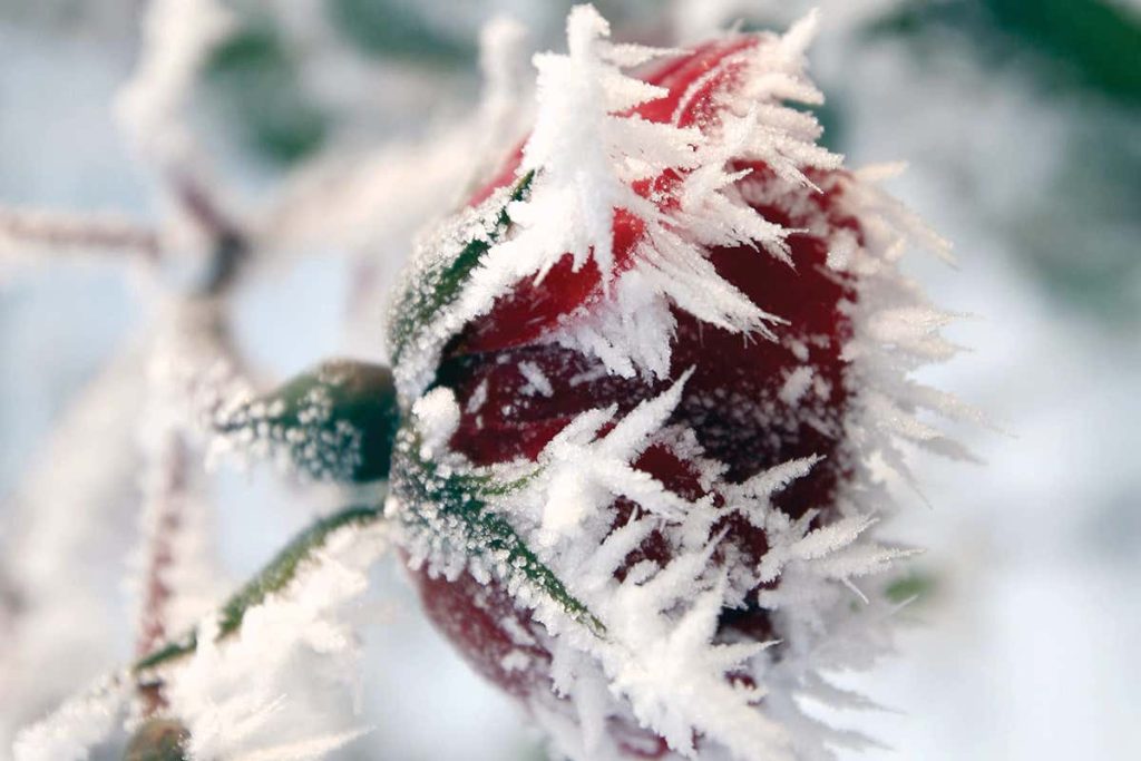 Six spectacular ice phenomena to look out for this winter