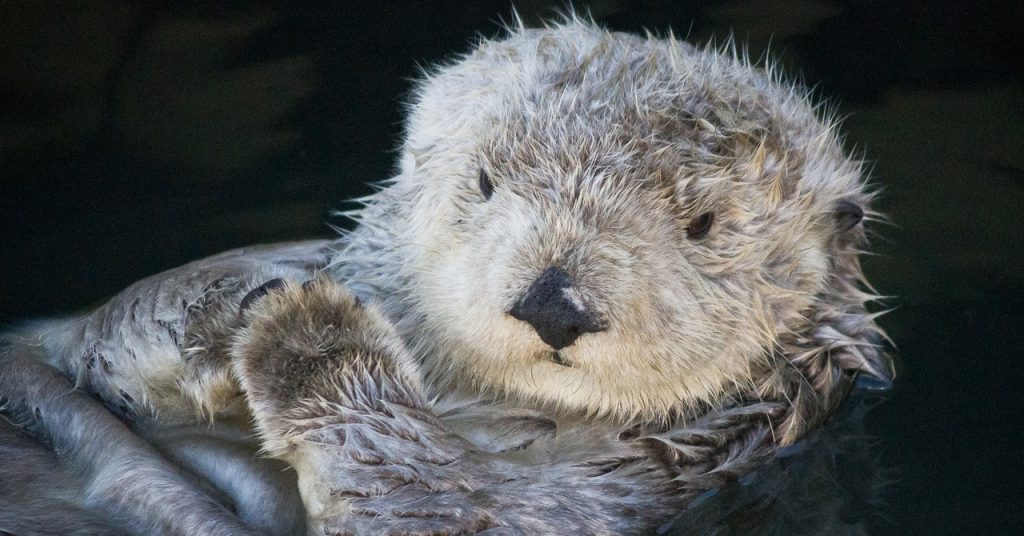 A Parasite Is Killing Sea Otters