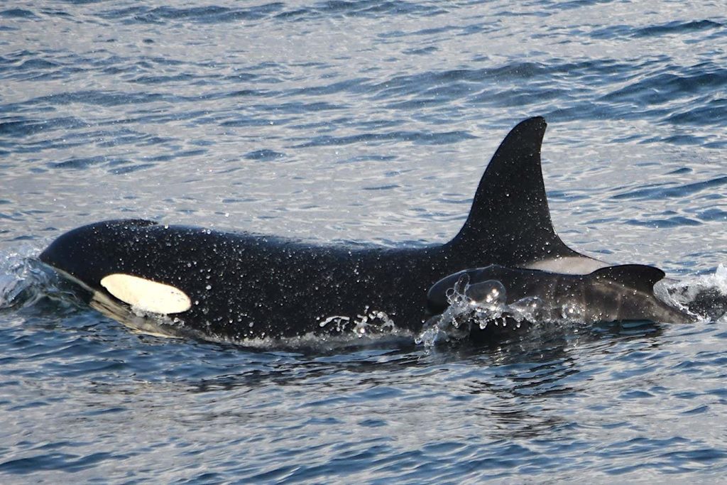 Orca seen foster parenting a pilot whale calf for first