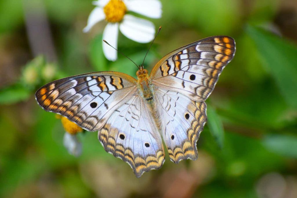 Eating non-native plants helps some butterflies fight viral infections