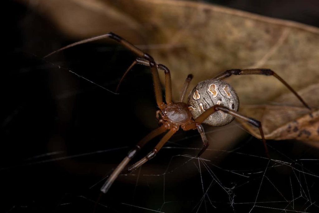 Brown widow spiders are killing off black widows in the