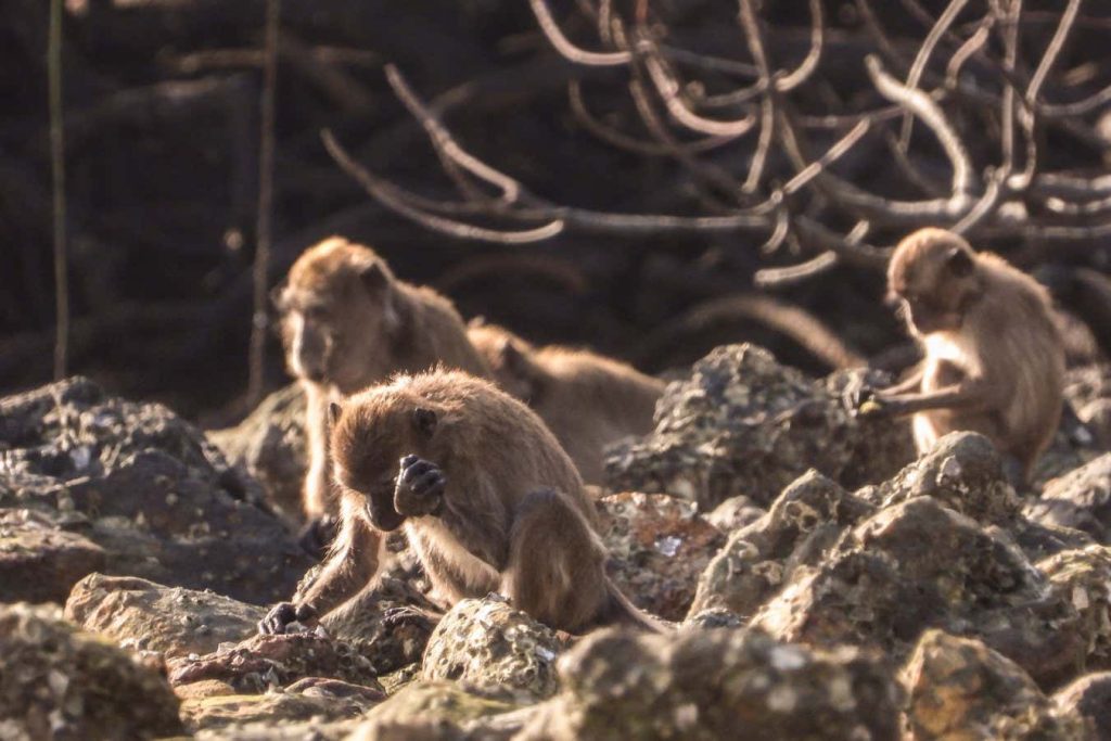 Stone flakes made by monkeys cast doubt on ancient human