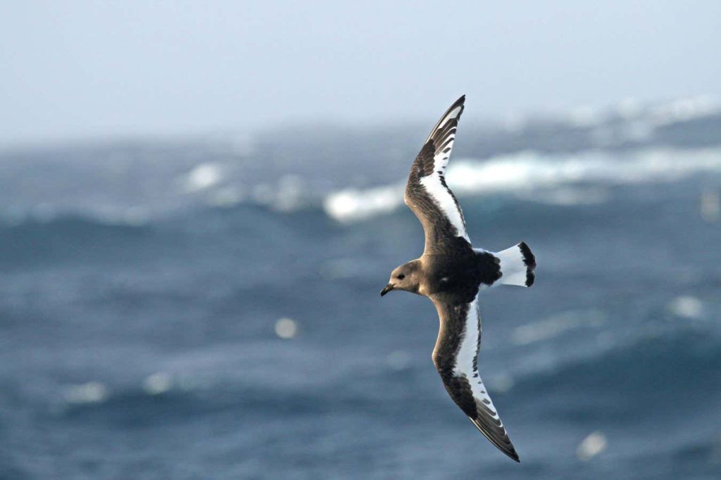 Freak storms stopped tens of thousands of birds breeding in