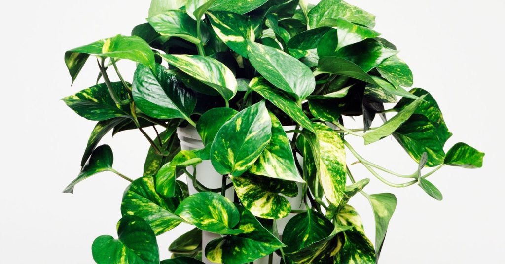 Genetically Modified Houseplants Are Coming to Clean Your Air