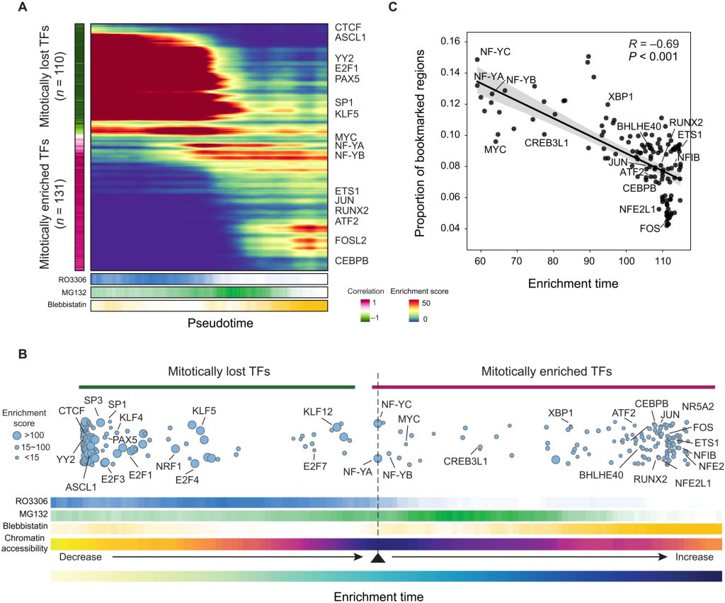 Examining the dynamic and regulatory blueprint of mitotic bookmarking