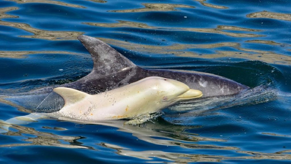 Extremely rare albino dolphin spotted in Africa, possibly for the