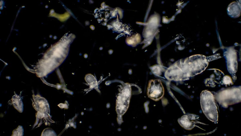 Bizarre, never-before-seen viruses discovered thriving throughout the world’s oceans