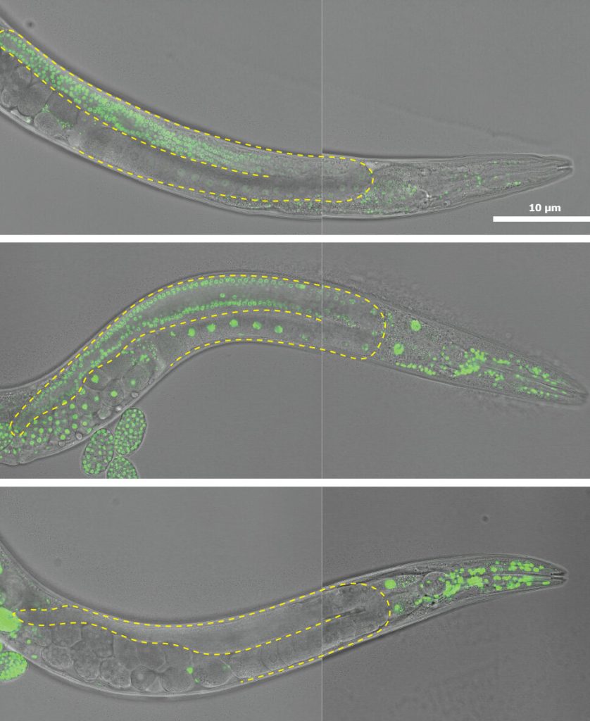 How a worm’s embryonic cells change its development potential