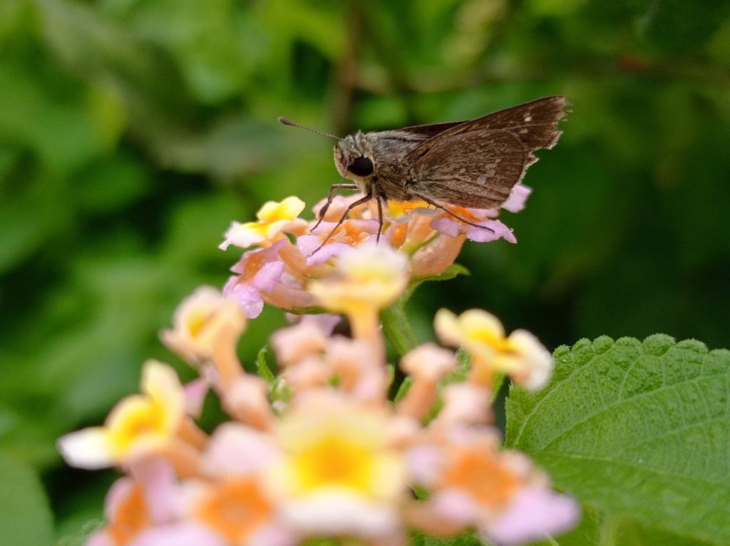 Engineered plants produce sex perfume to trick pests and replace