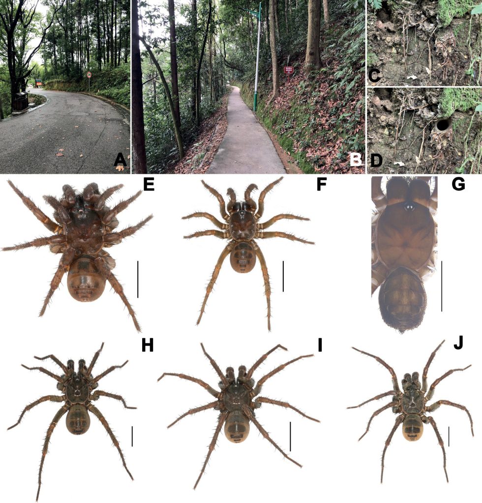 Three new species of mesothelean spiders discovered in China