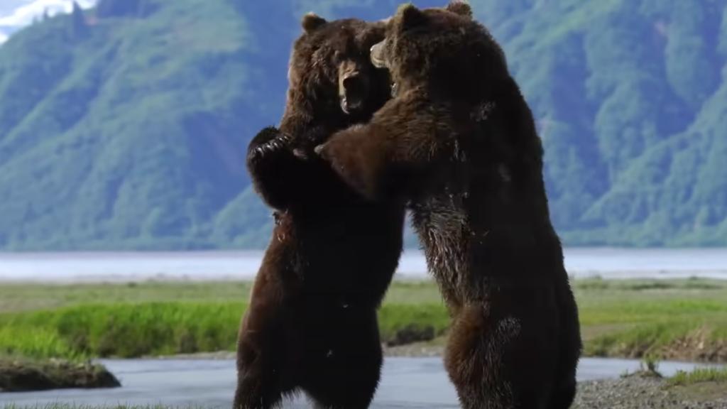 Watch as 2 male Alaskan grizzly bears fight in an