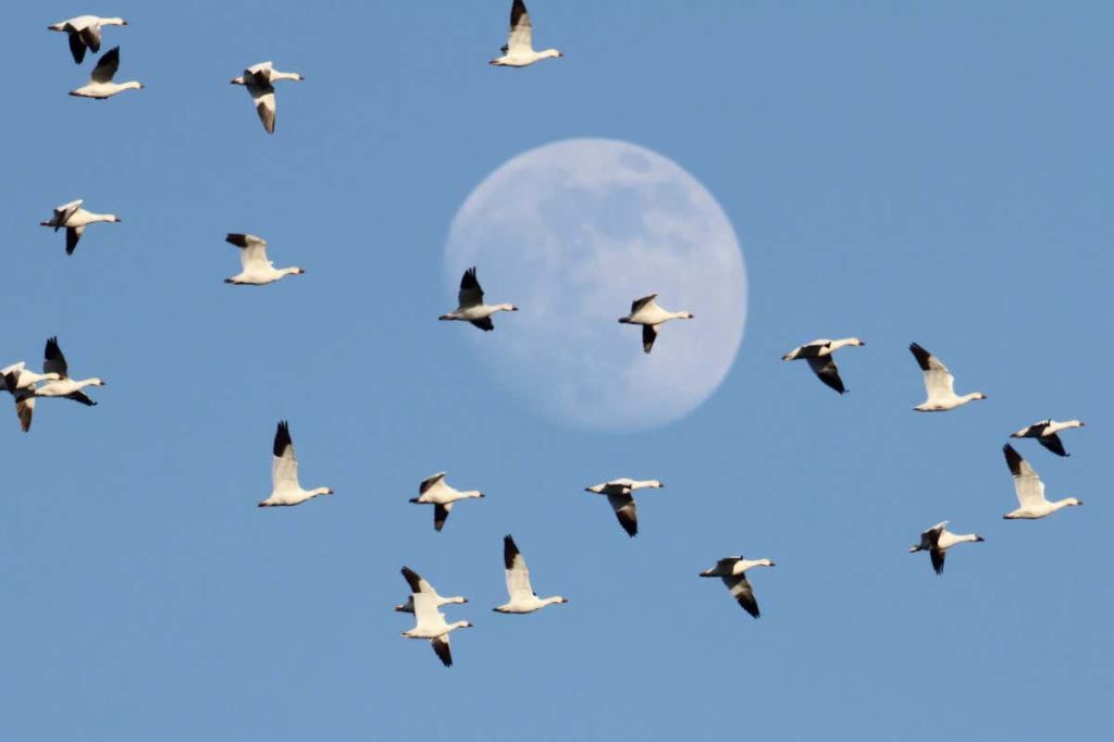 Flight Paths review: Why understanding migration may save bird species