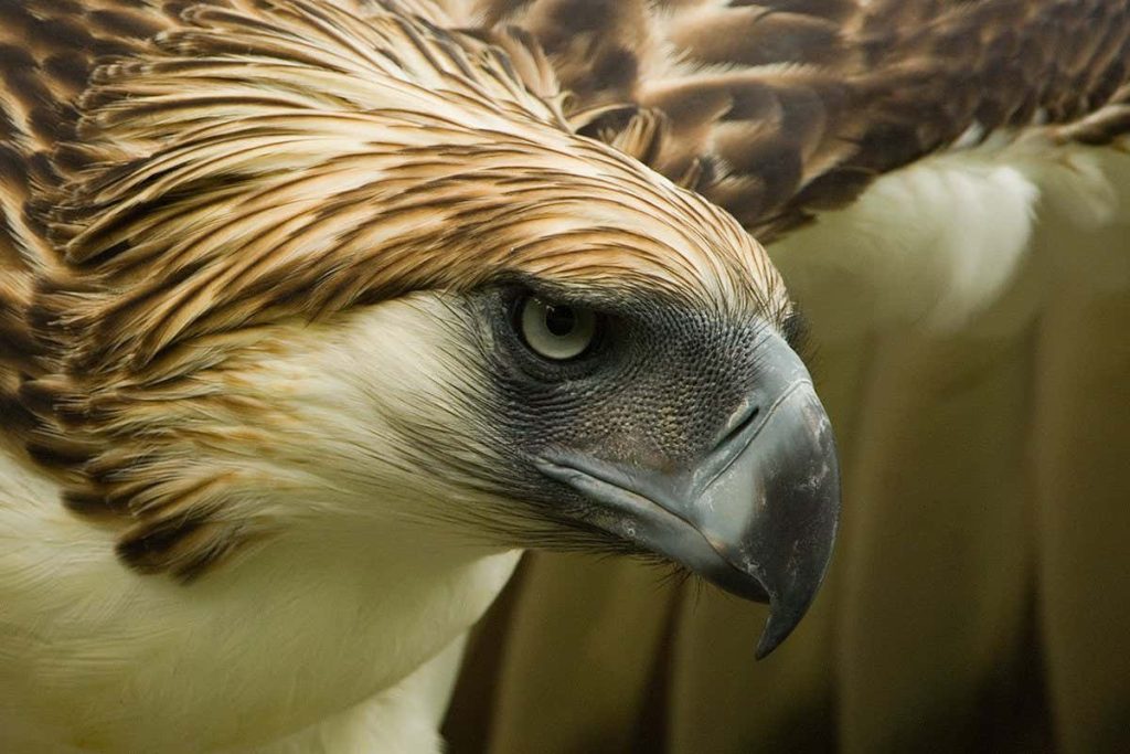 There may be just 800 of these endangered eagles left