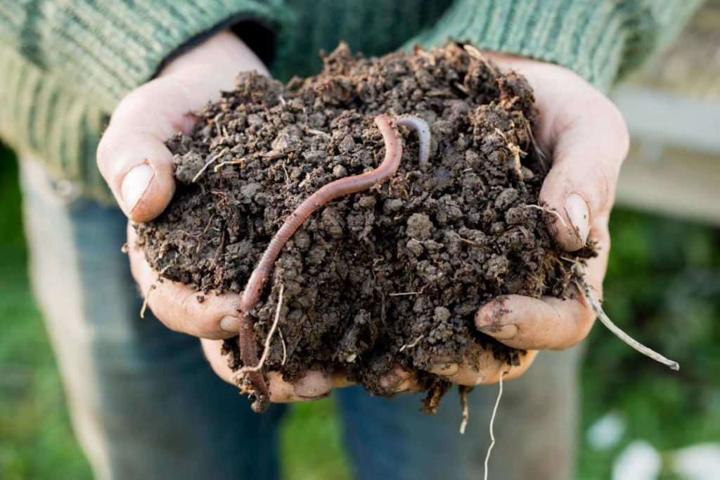 How to do a health check on your garden’s vital