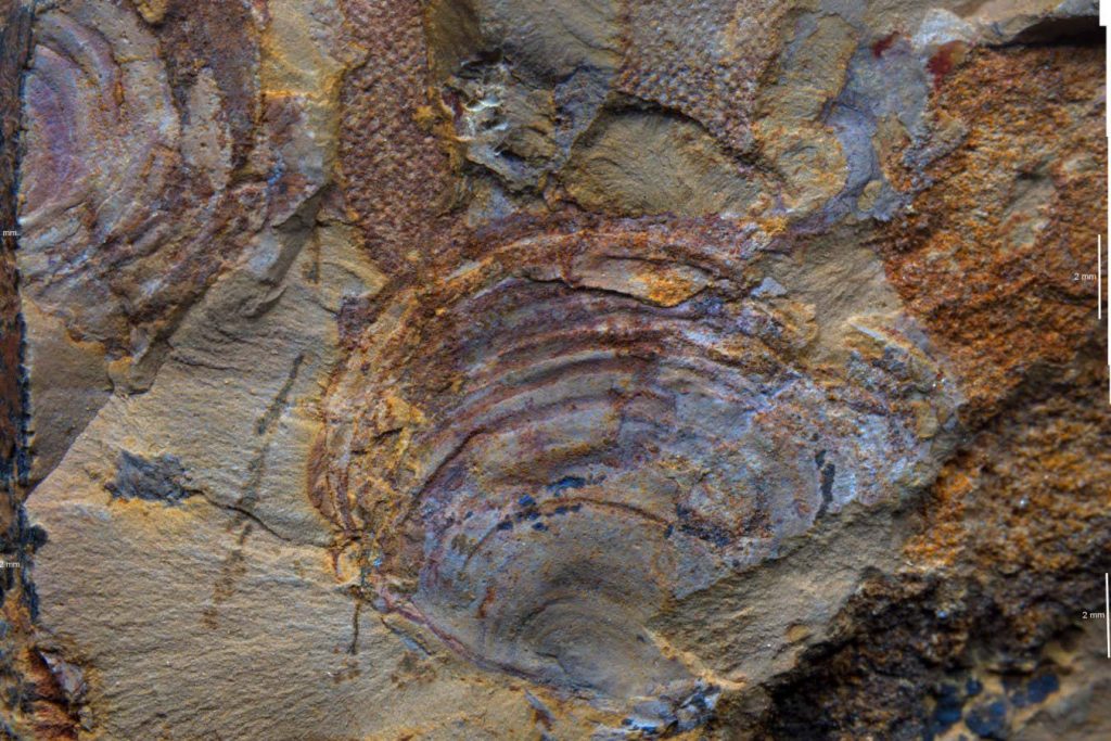 Fossil thought to be earliest bryozoan animal may actually be